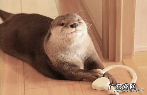海獭可以当宠物吗知乎 养宠物水獭要注意什么