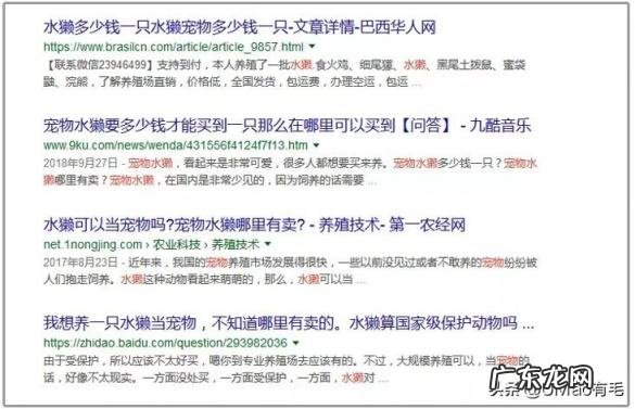 海獭可以当宠物吗知乎 养宠物水獭要注意什么