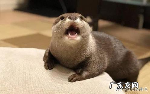海獭可以当宠物吗知乎 养宠物水獭要注意什么
