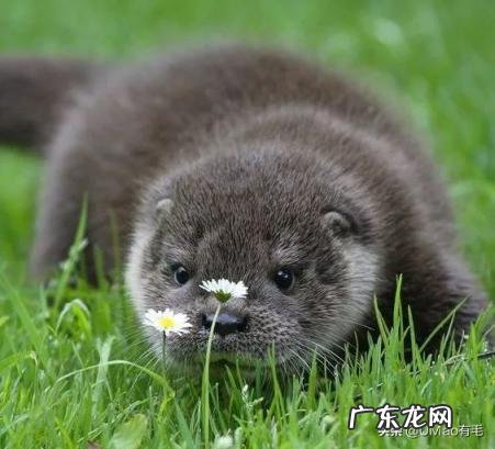 海獭可以当宠物吗知乎 养宠物水獭要注意什么