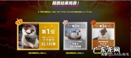 海獭可以当宠物吗知乎 养宠物水獭要注意什么