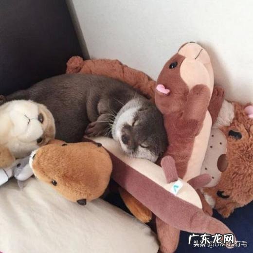 海獭可以当宠物吗知乎 养宠物水獭要注意什么