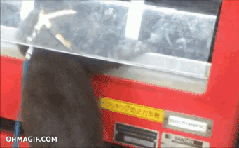 海獭可以当宠物吗知乎 养宠物水獭要注意什么