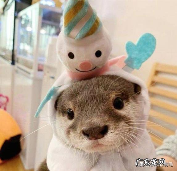 海獭可以当宠物吗知乎 养宠物水獭要注意什么