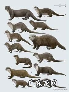 海獭可以当宠物吗知乎 养宠物水獭要注意什么