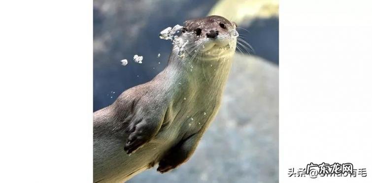海獭可以当宠物吗知乎 养宠物水獭要注意什么