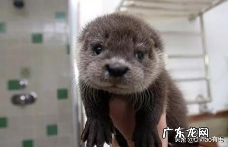 海獭可以当宠物吗知乎 养宠物水獭要注意什么