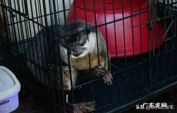 海獭可以当宠物吗知乎 养宠物水獭要注意什么