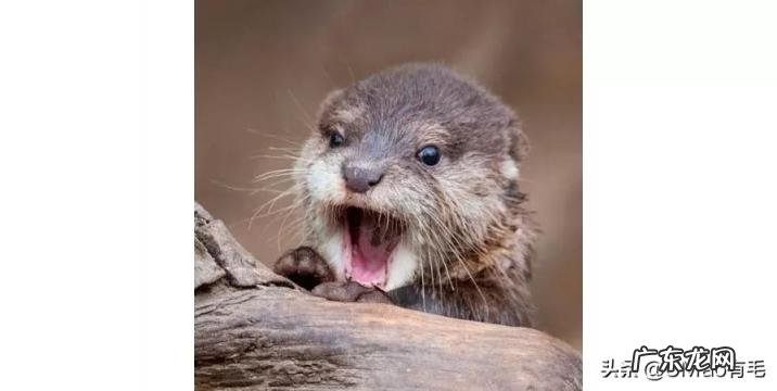 海獭可以当宠物吗知乎 养宠物水獭要注意什么