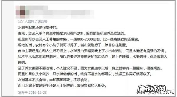 海獭可以当宠物吗知乎 养宠物水獭要注意什么