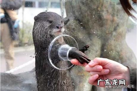 海獭可以当宠物吗知乎 养宠物水獭要注意什么