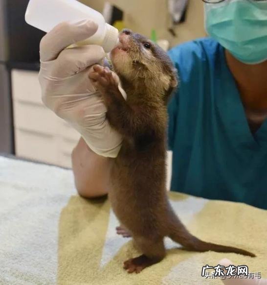 海獭可以当宠物吗知乎 养宠物水獭要注意什么