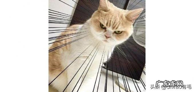 海獭可以当宠物吗知乎 养宠物水獭要注意什么