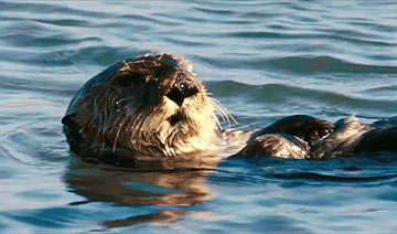 海獭可以当宠物吗知乎 养宠物水獭要注意什么