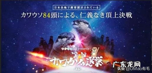 海獭可以当宠物吗知乎 养宠物水獭要注意什么