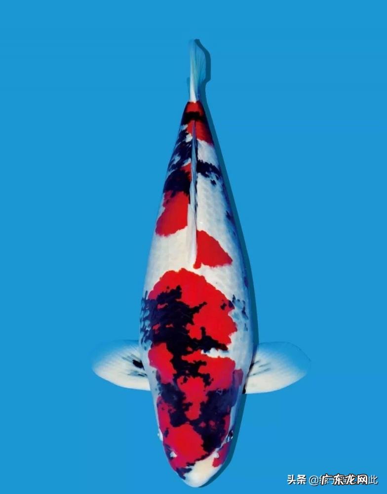 鱼烂鳃病用什么药消毒 鱼烂鳃是什么病