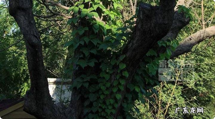 草木茂盛 草木茂盛的地方风水