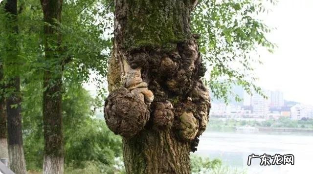 草木茂盛 草木茂盛的地方风水