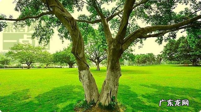 草木茂盛 草木茂盛的地方风水