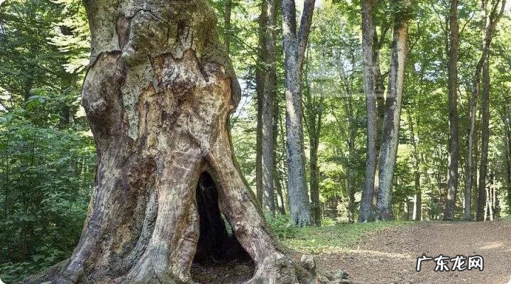 草木茂盛 草木茂盛的地方风水