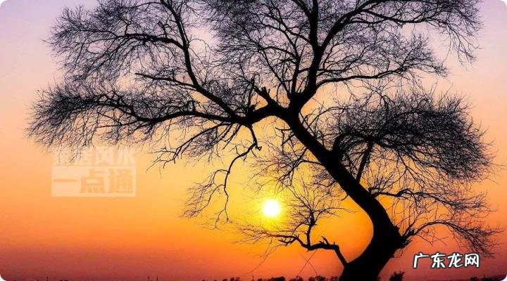 草木茂盛 草木茂盛的地方风水