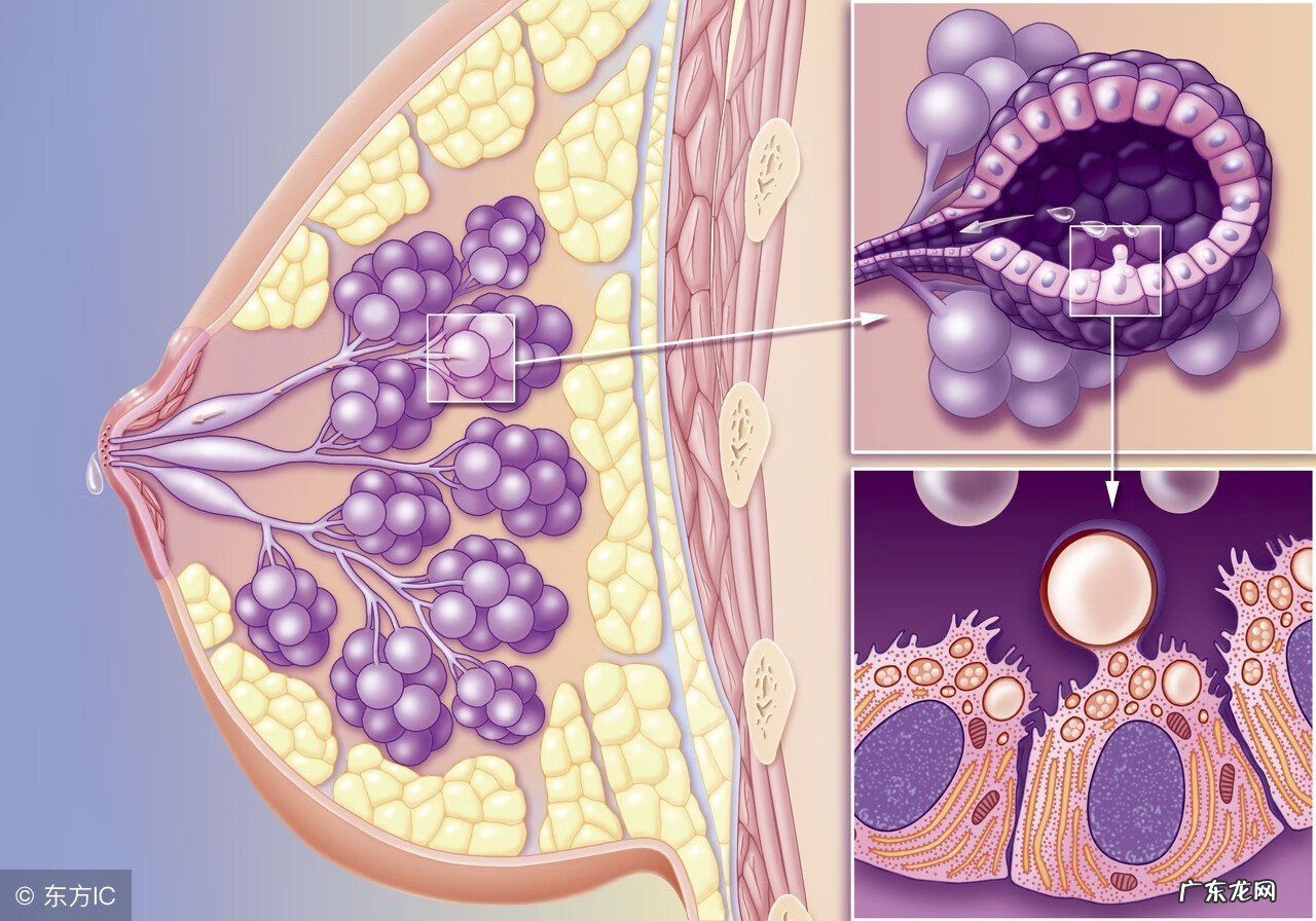 乳腺增生要吃什么食物好