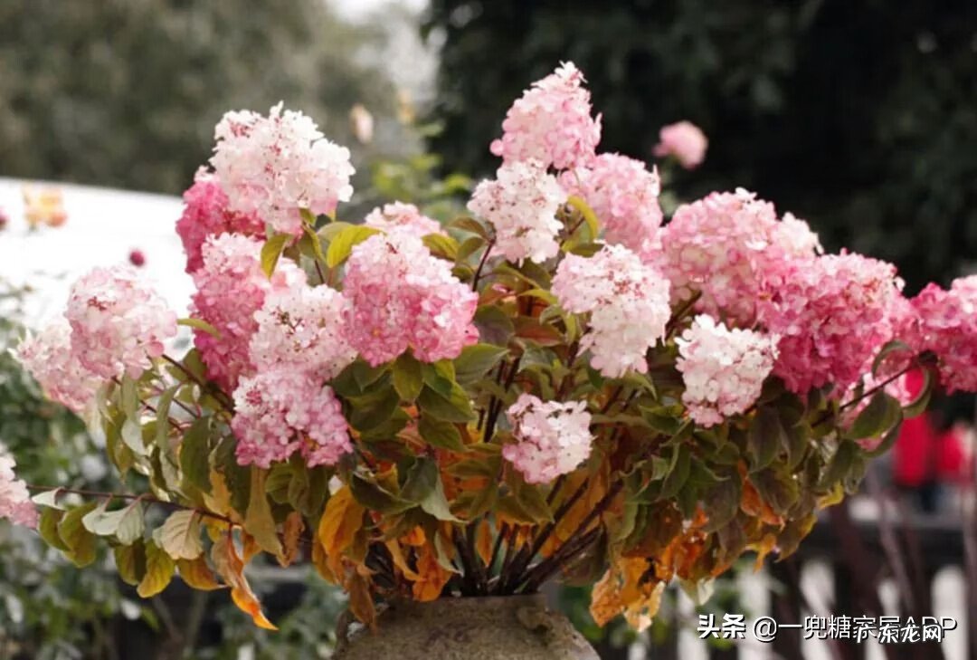 淘宝开花店 淘宝花店推荐