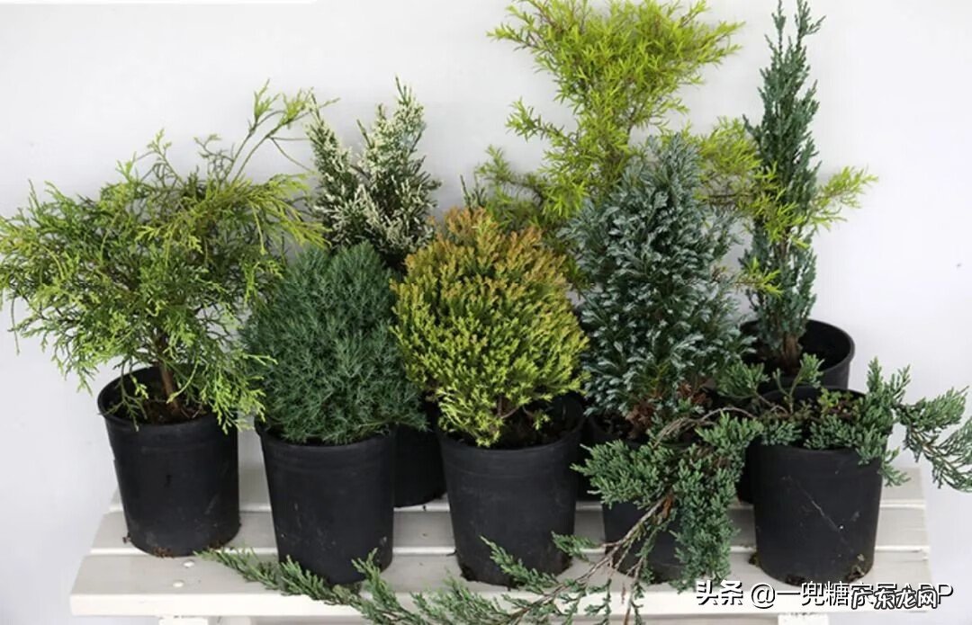 淘宝开花店 淘宝花店推荐