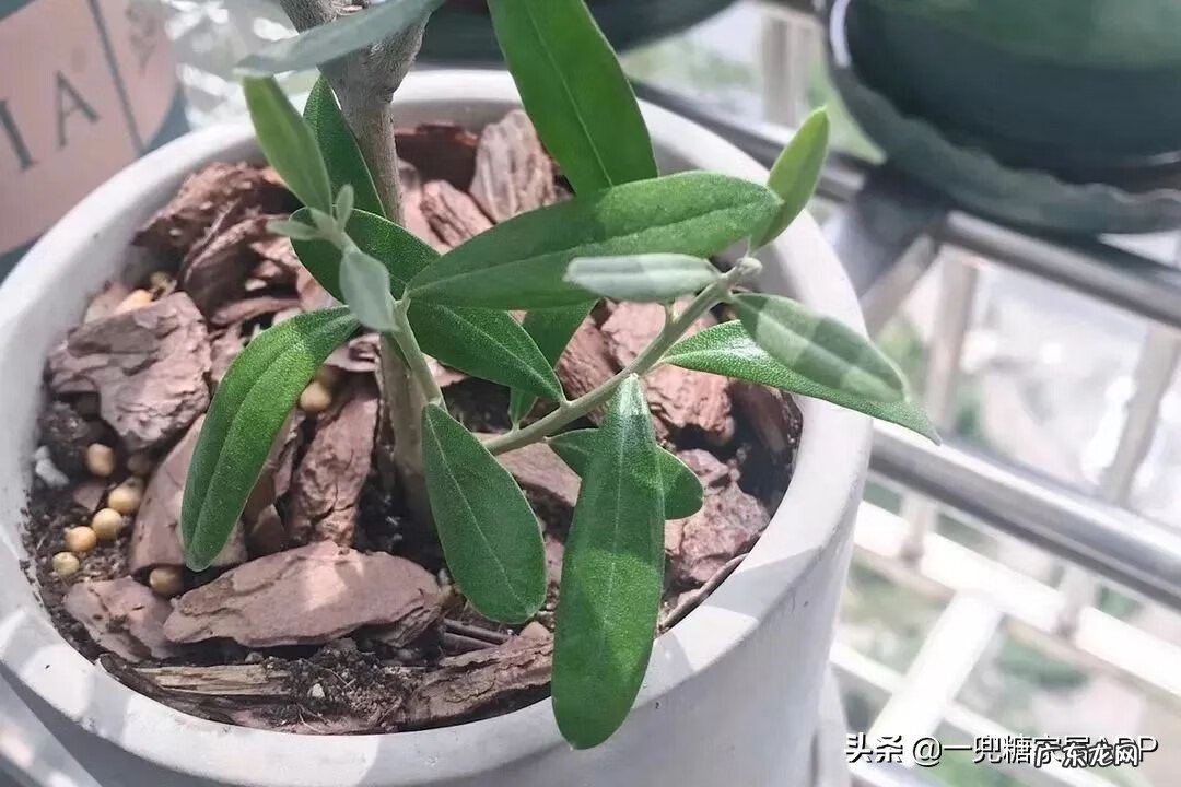 淘宝开花店 淘宝花店推荐