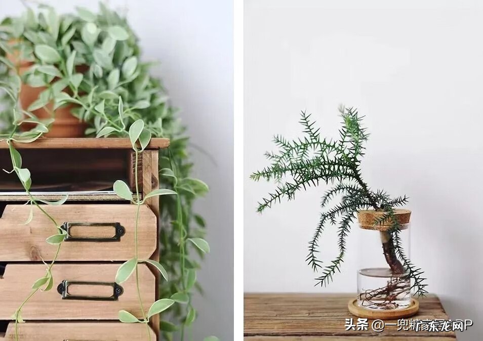 淘宝开花店 淘宝花店推荐