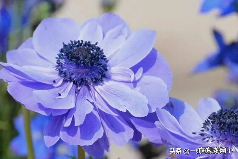 淘宝开花店 淘宝花店推荐