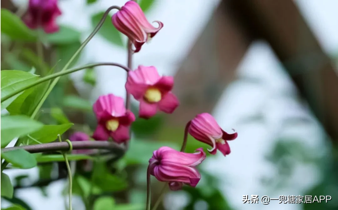 淘宝开花店 淘宝花店推荐