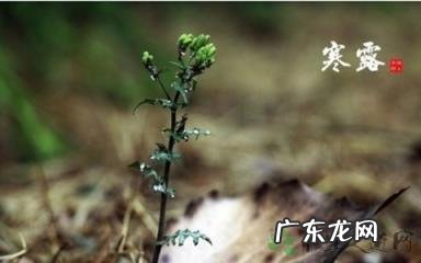 寒露适合吃什么养生 寒露养生吃什么最好窍门