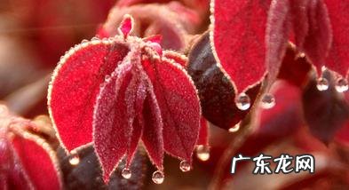 寒露适合吃什么养生 寒露养生吃什么最好窍门