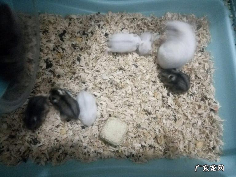 公婆仓鼠多久繁殖一次 仓鼠的繁殖周期