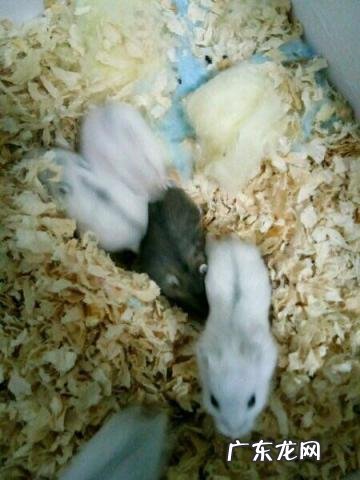 公婆仓鼠多久繁殖一次 仓鼠的繁殖周期