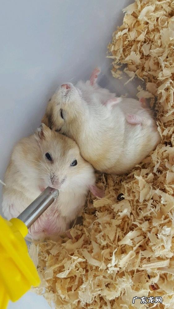 公婆仓鼠多久繁殖一次 仓鼠的繁殖周期