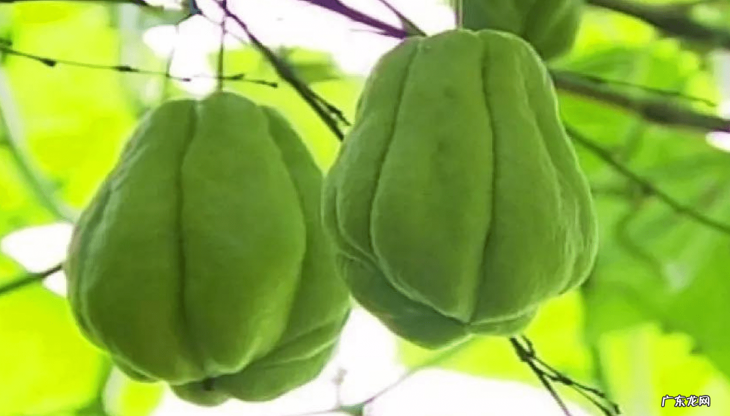 佛手瓜怎么炒好吃 佛手瓜怎么吃才好吃