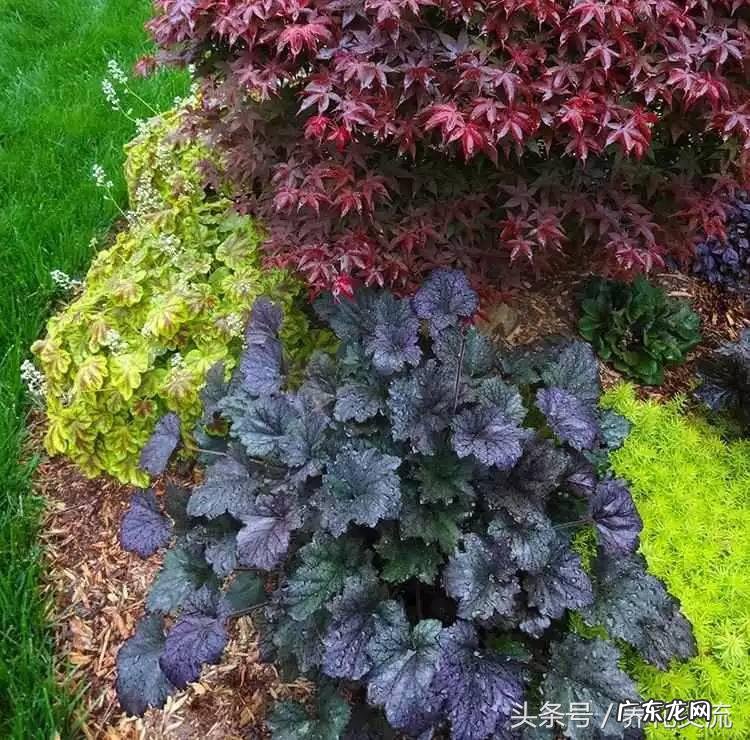 入户门放什么植物风水好 院里适合种什么植物风水好