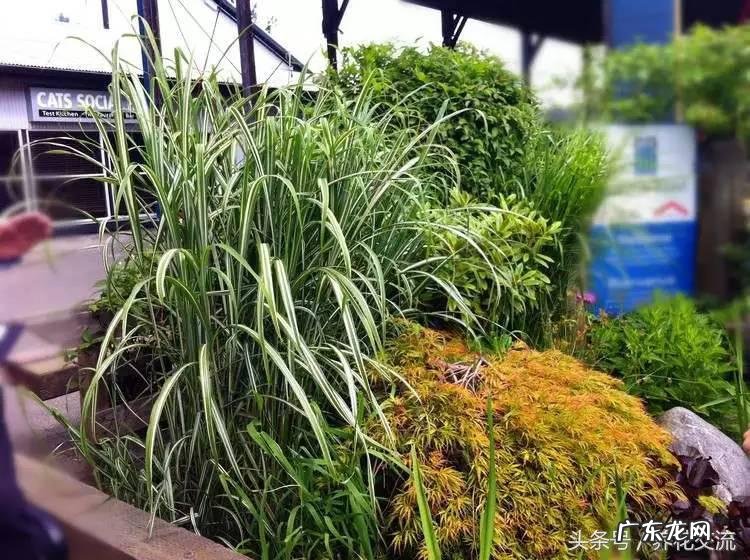 入户门放什么植物风水好 院里适合种什么植物风水好