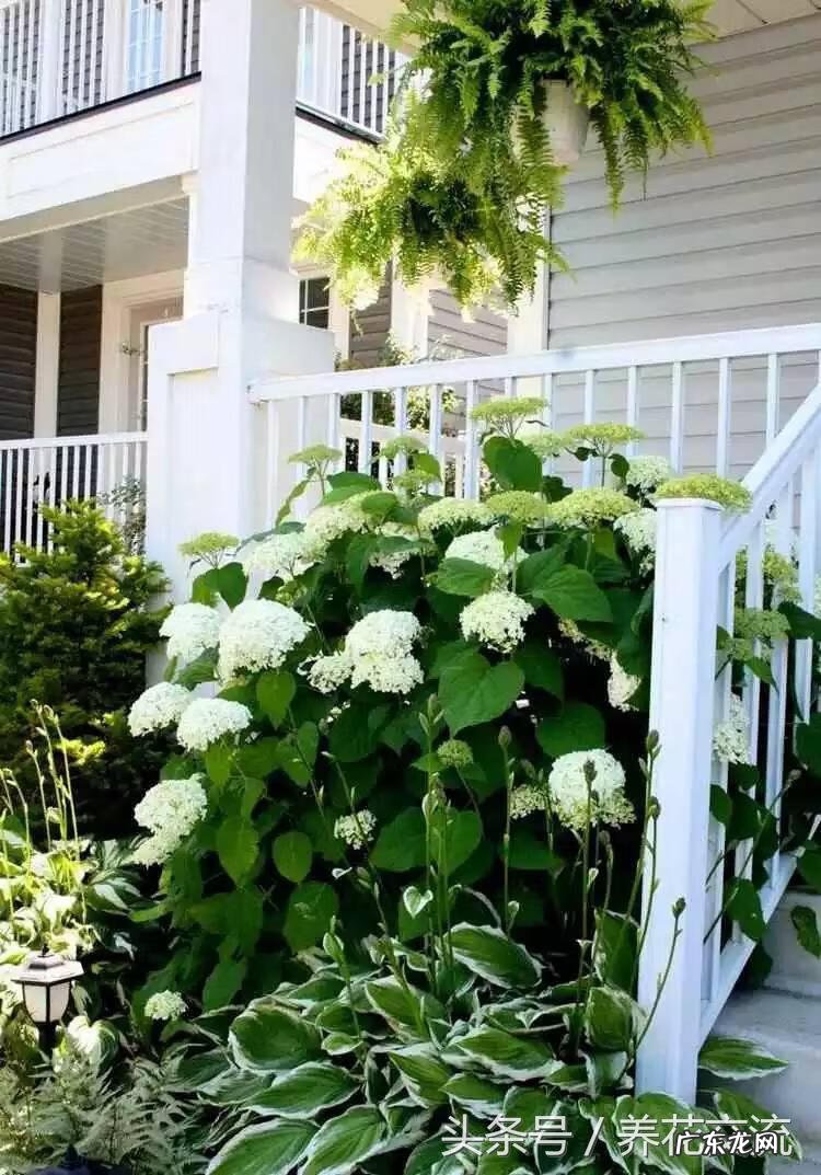 入户门放什么植物风水好 院里适合种什么植物风水好