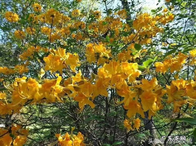 入户门放什么植物风水好 院里适合种什么植物风水好