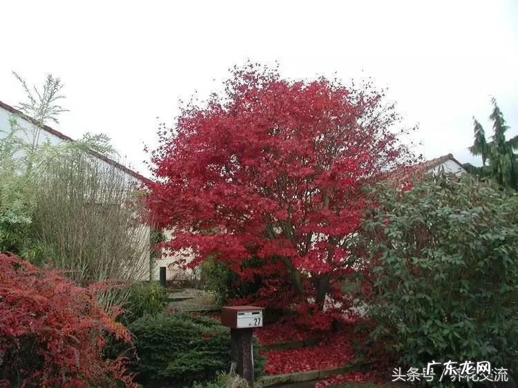 入户门放什么植物风水好 院里适合种什么植物风水好