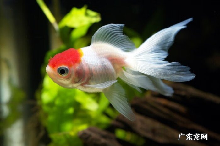 养红金鱼与风水的禁忌