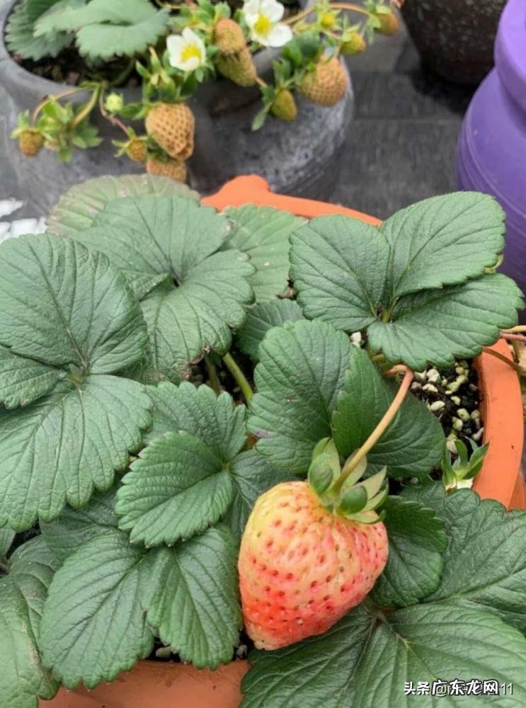 草莓一年结几次果实 盆栽草莓的养护方法
