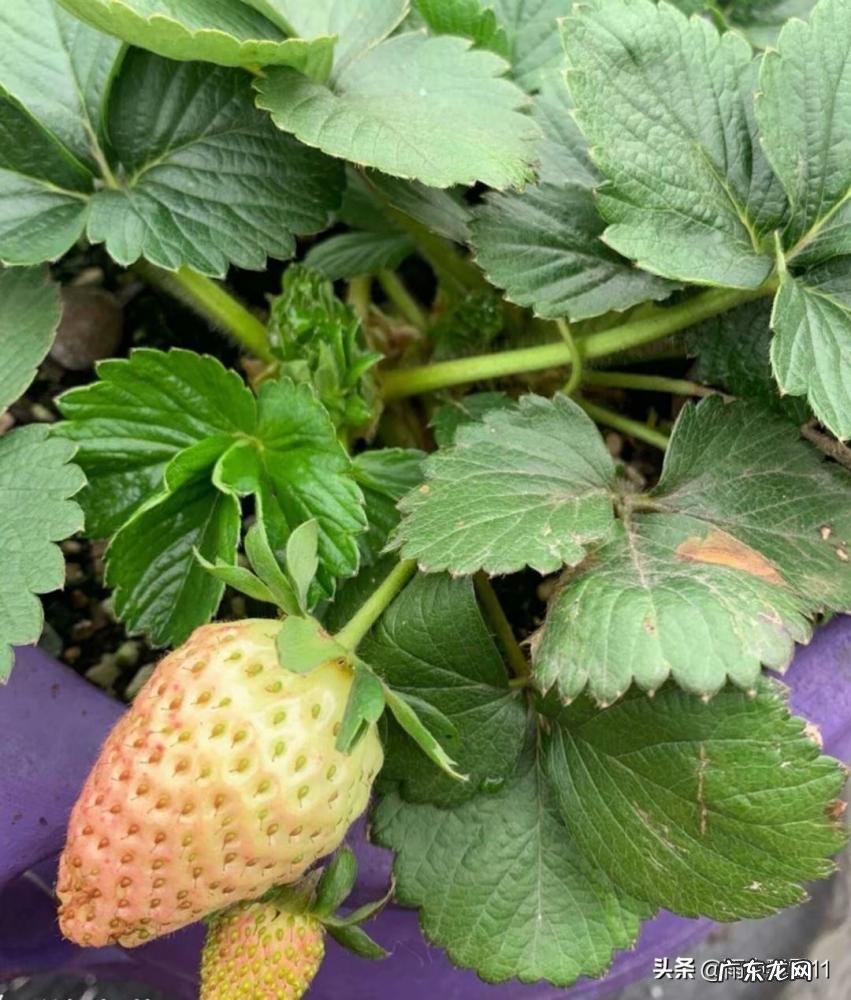 草莓一年结几次果实 盆栽草莓的养护方法