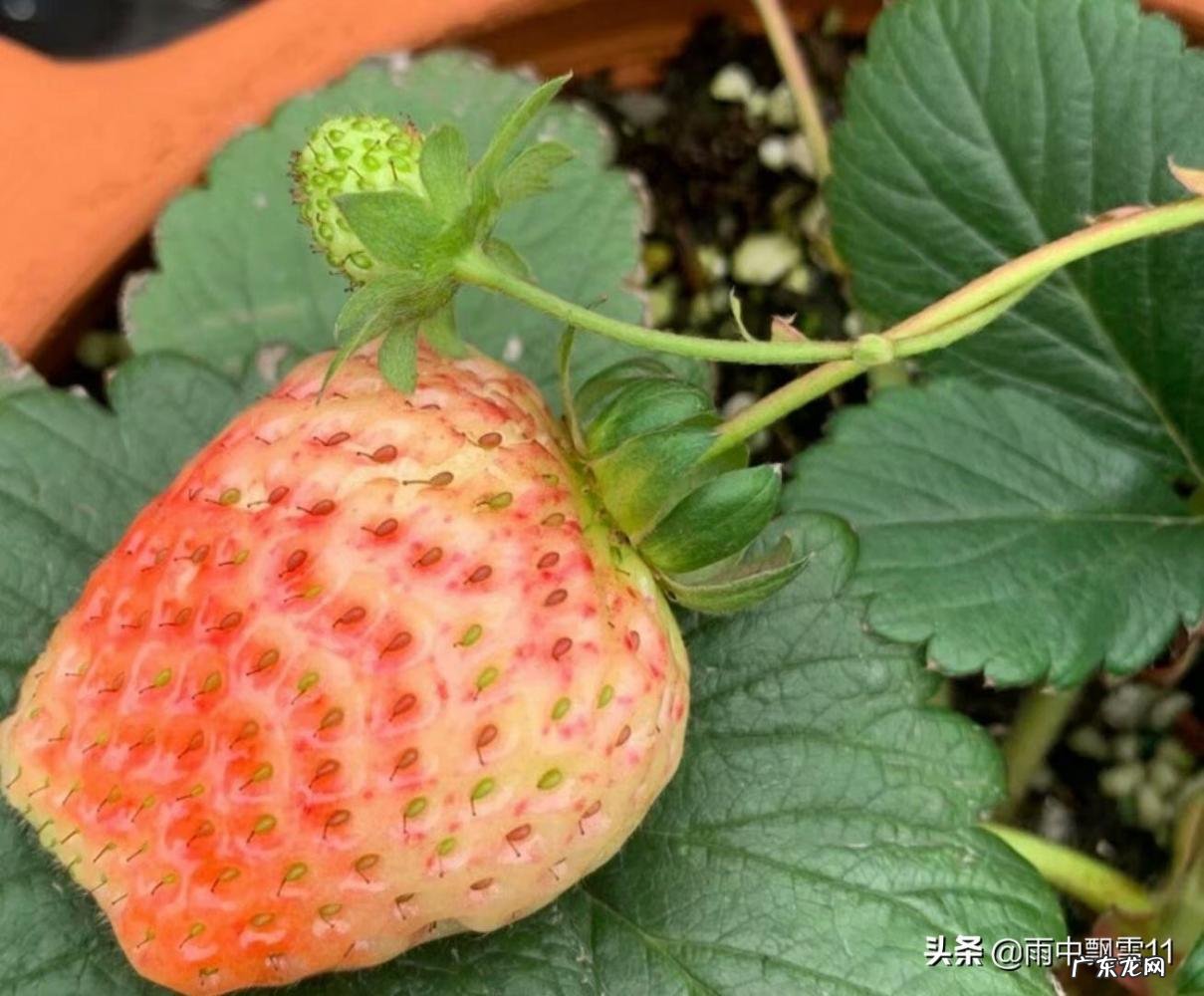 草莓一年结几次果实 盆栽草莓的养护方法