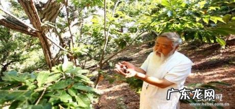 张大胡子鱼头火锅,“张大胡子”治山40年