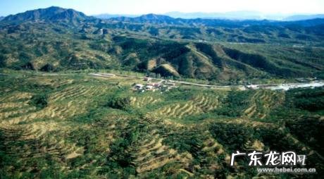 张大胡子鱼头火锅,“张大胡子”治山40年