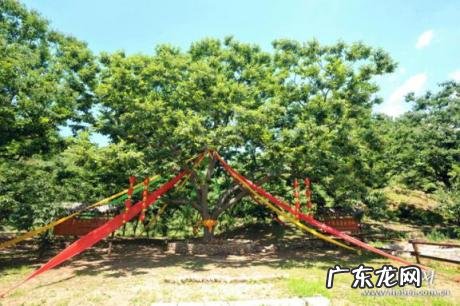 张大胡子鱼头火锅，“张大胡子”治山40年